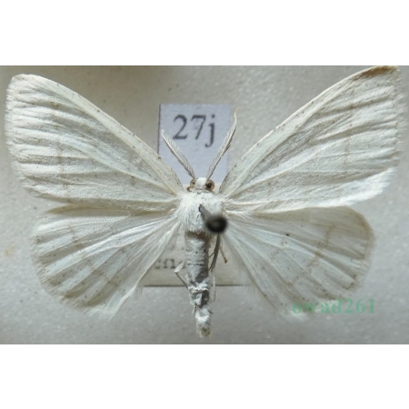 Cabera pusaria (Linnaeus, 1758) Ciemnokres wierzbowiec Czech27j